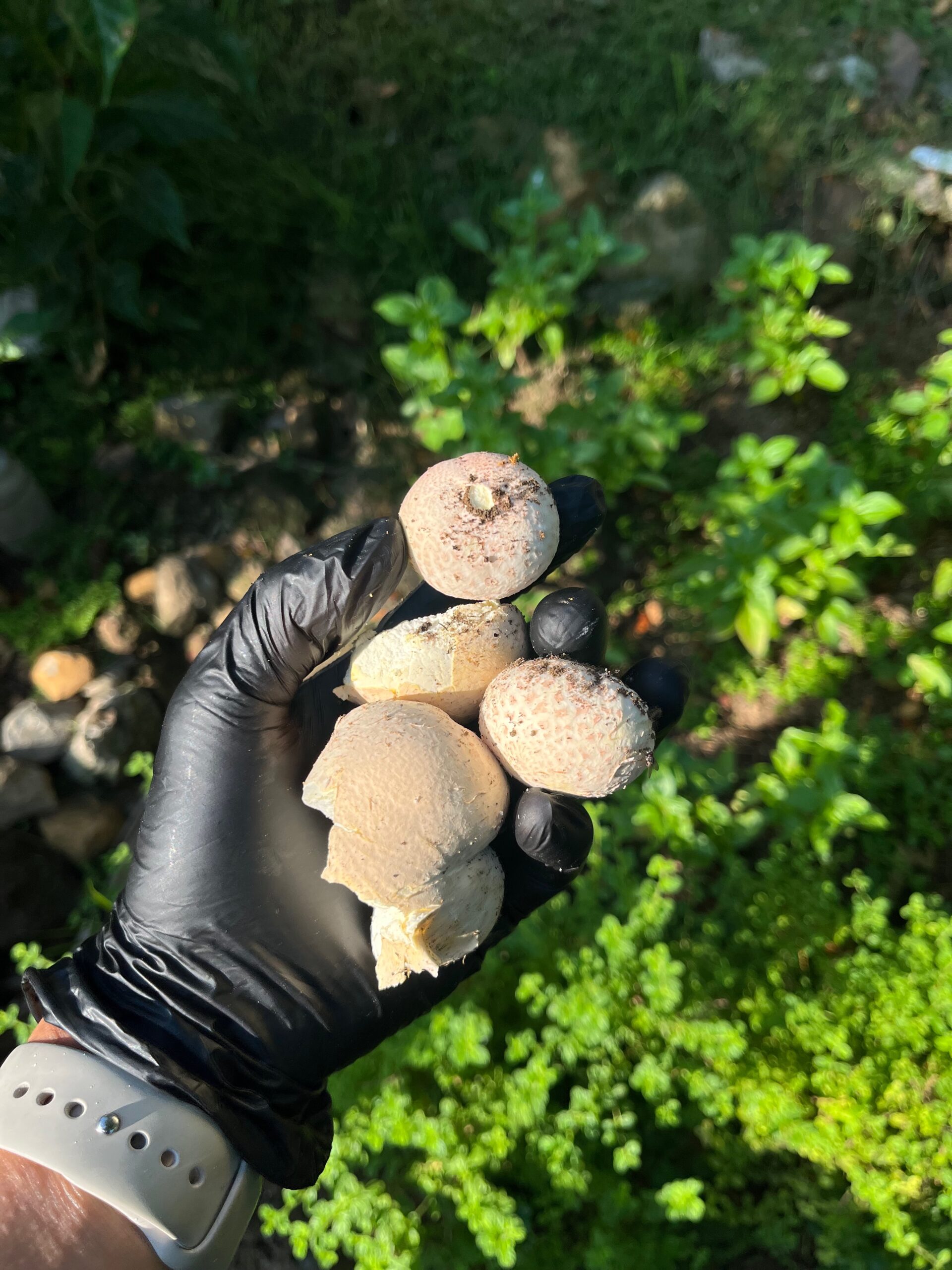 Shroom Shroom!