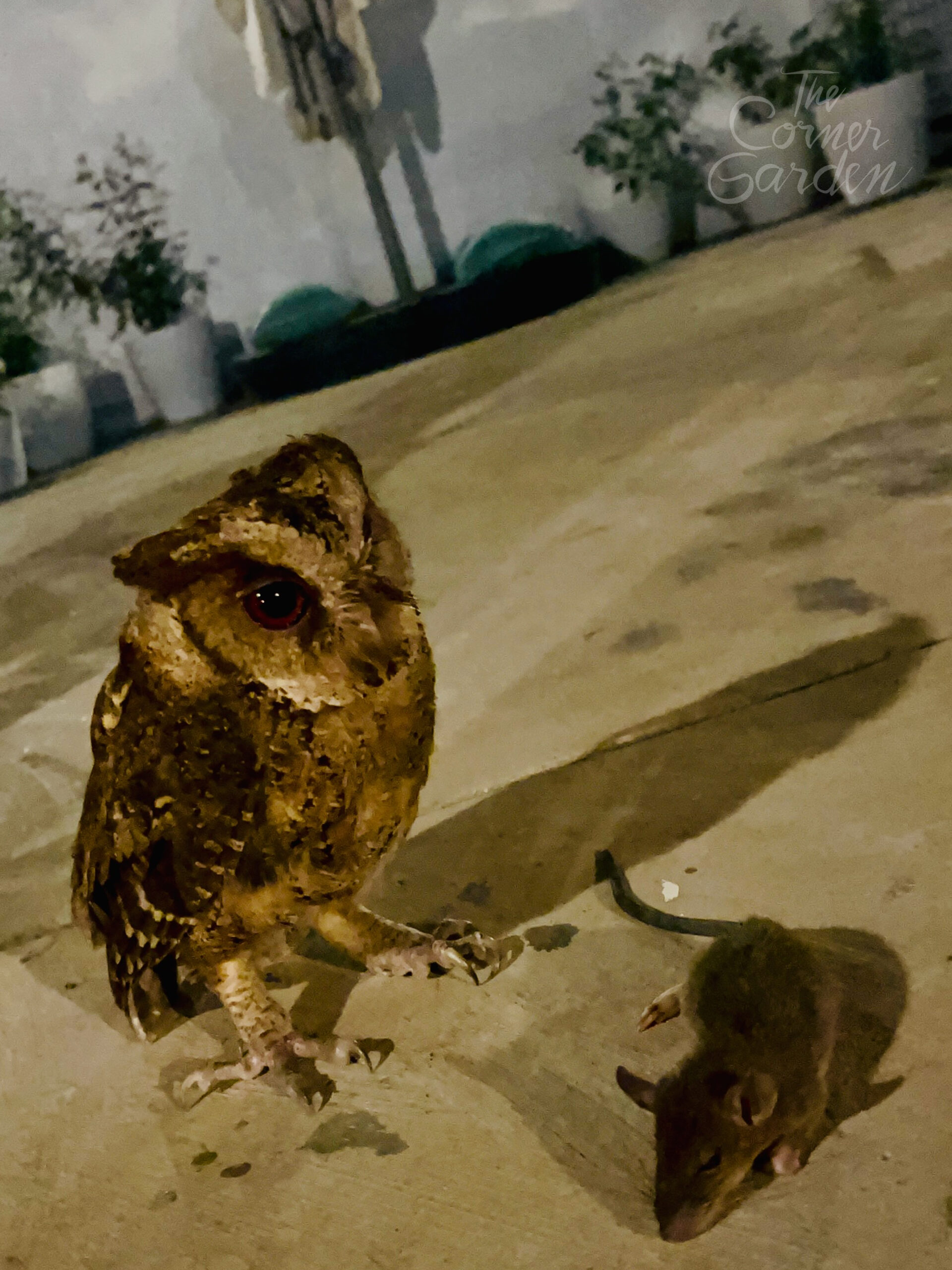 Night Visitors
